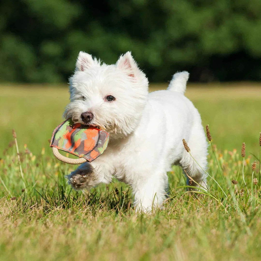 Major Dog - Frisbee Mini